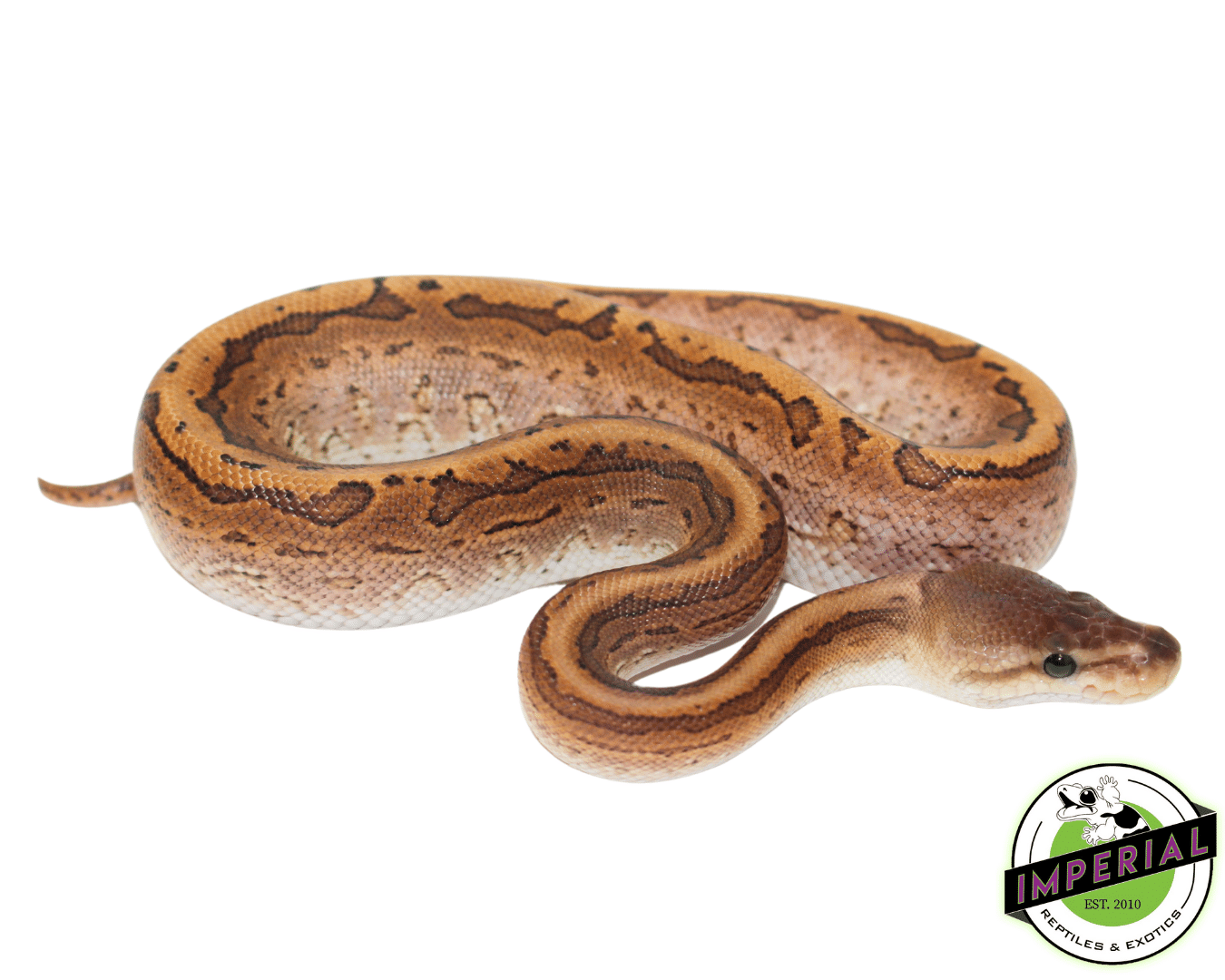 Yellowbelly Pinstripe Calico Ball Python - Image 2