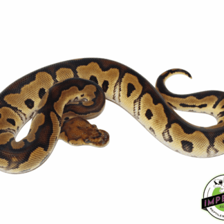 Yellowbelly Clown Ball Python