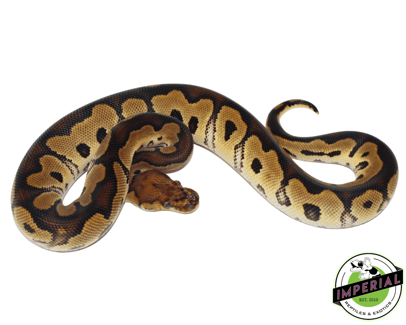 Yellowbelly Clown Ball Python