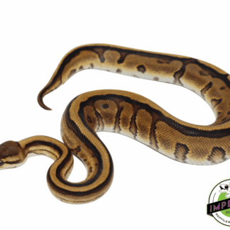 Genetic Stripe Yellowbelly Ball Python