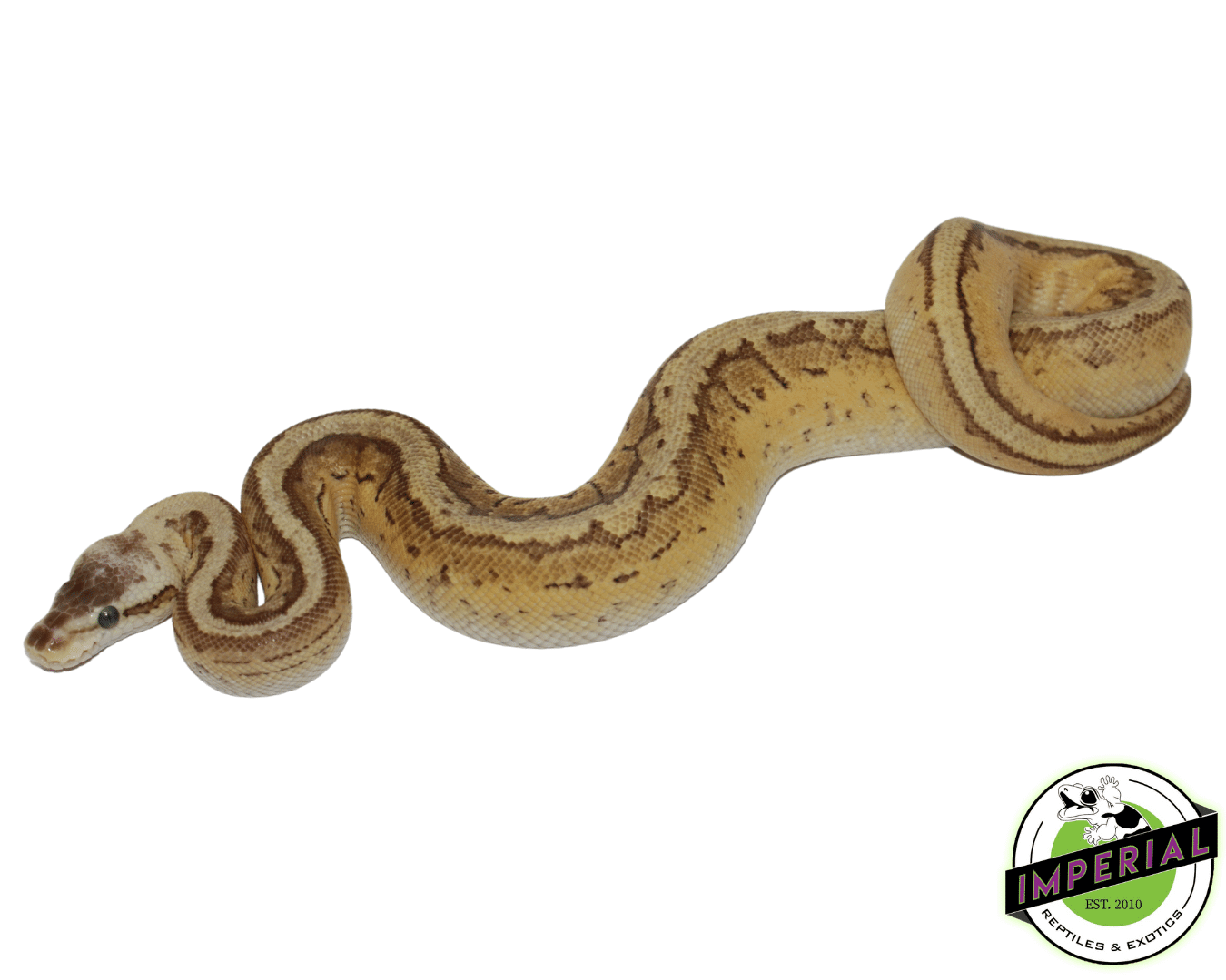 Yellowbelly Lemon Blast Ball Python