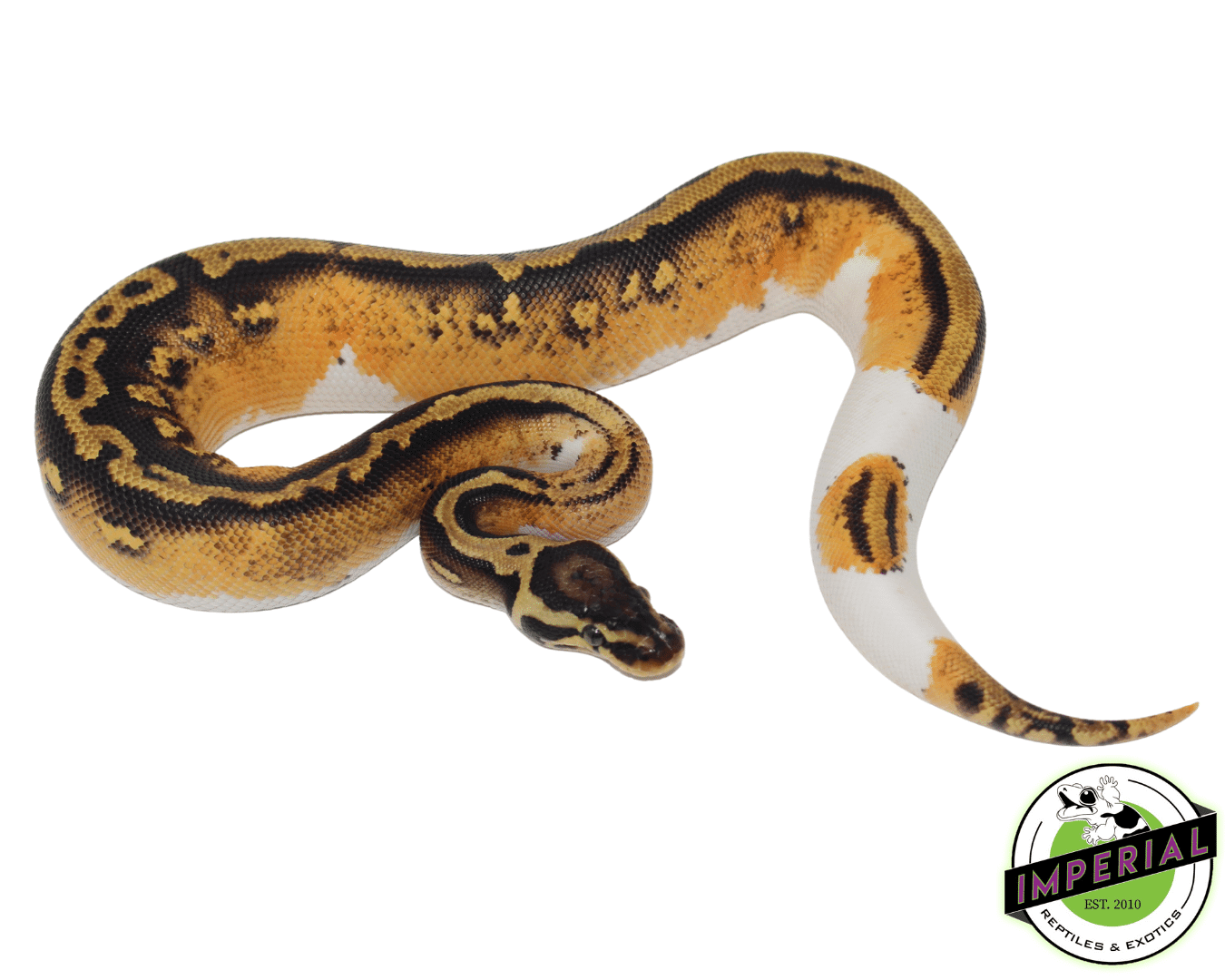 Pumpkin Pied Ball Python - Image 3