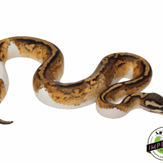 Firefly Yellowbelly Pied Ball Python