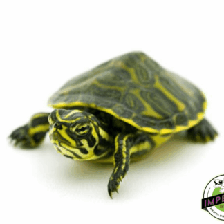 Peninsula Cooter Turtle Baby