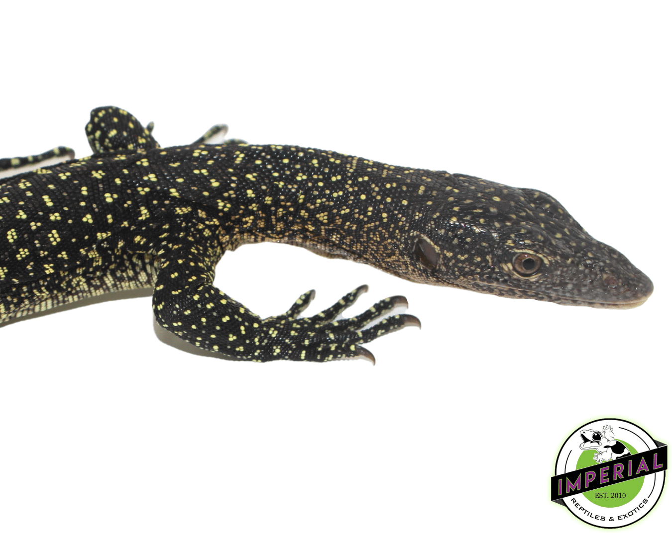 Solomon Island Mangrove Monitor - Image 2