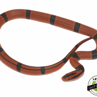 Yunnan Mountain Rat Snake Baby