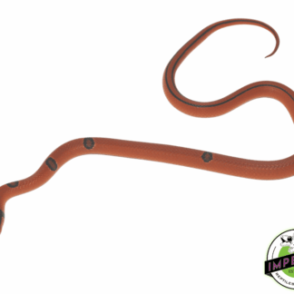 Yunnan x Thai Rat Snake Baby