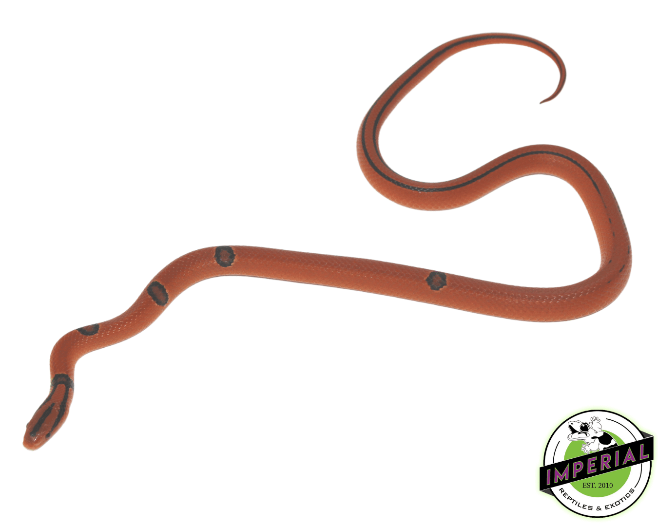 Yunnan x Thai Rat Snake Baby