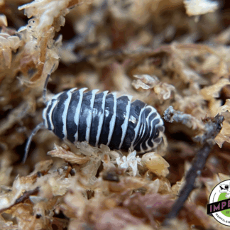 Armadillidium maculatum "Zebra" Isopods