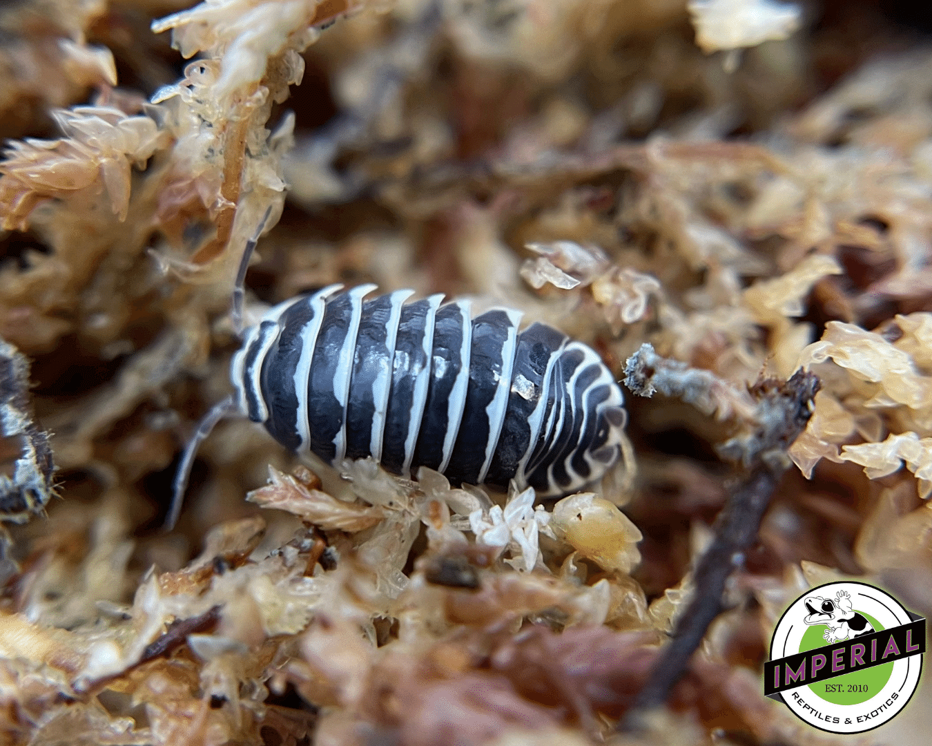 Armadillidium maculatum "Zebra" Isopods