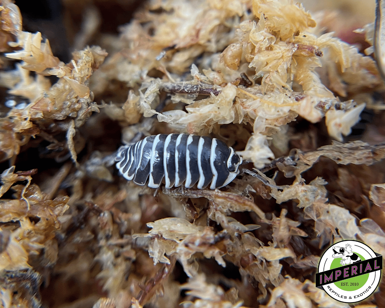 Armadillidium maculatum "Zebra" Isopods - Image 2