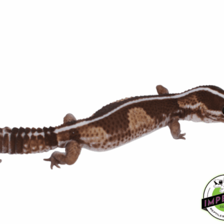 Zero PH Ghost African Fat Tail Gecko