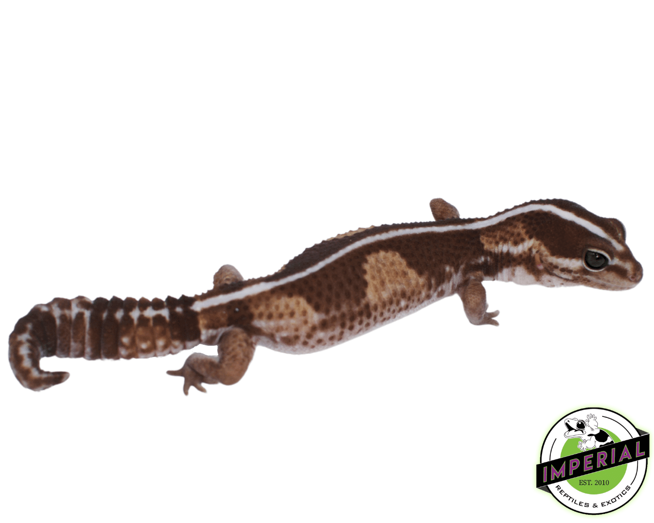 Zero PH Ghost African Fat Tail Gecko