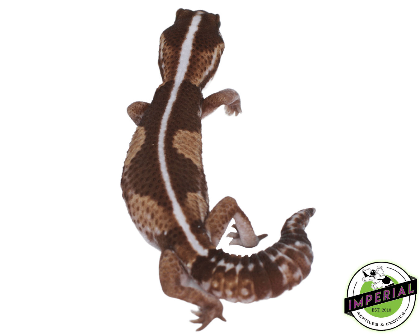Zero PH Ghost African Fat Tail Gecko - Image 2