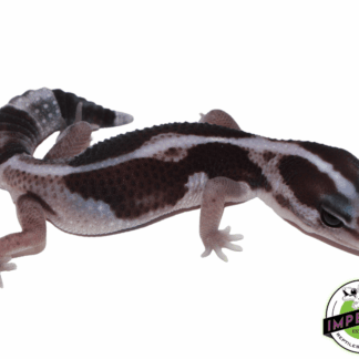 Zero African Fat Tail Gecko Baby