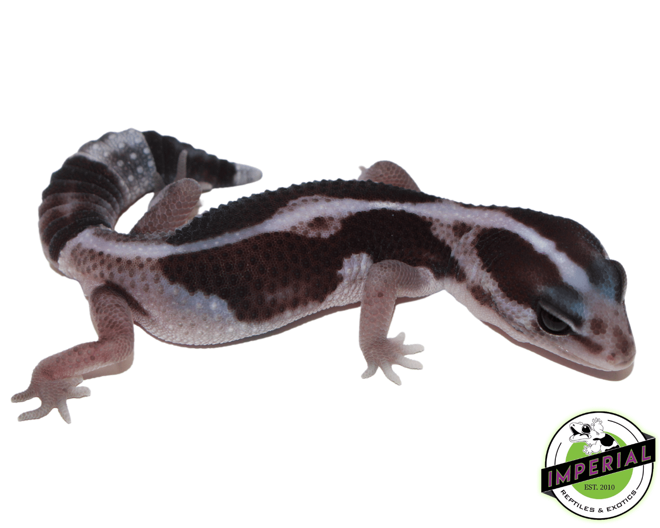 Zero African Fat Tail Gecko Baby
