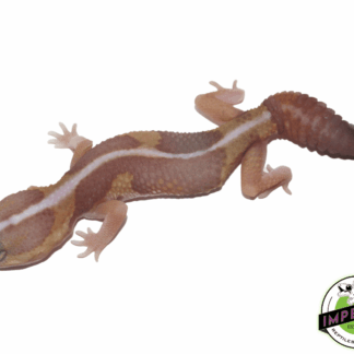 Amel Zero African Fat Tail Gecko Baby