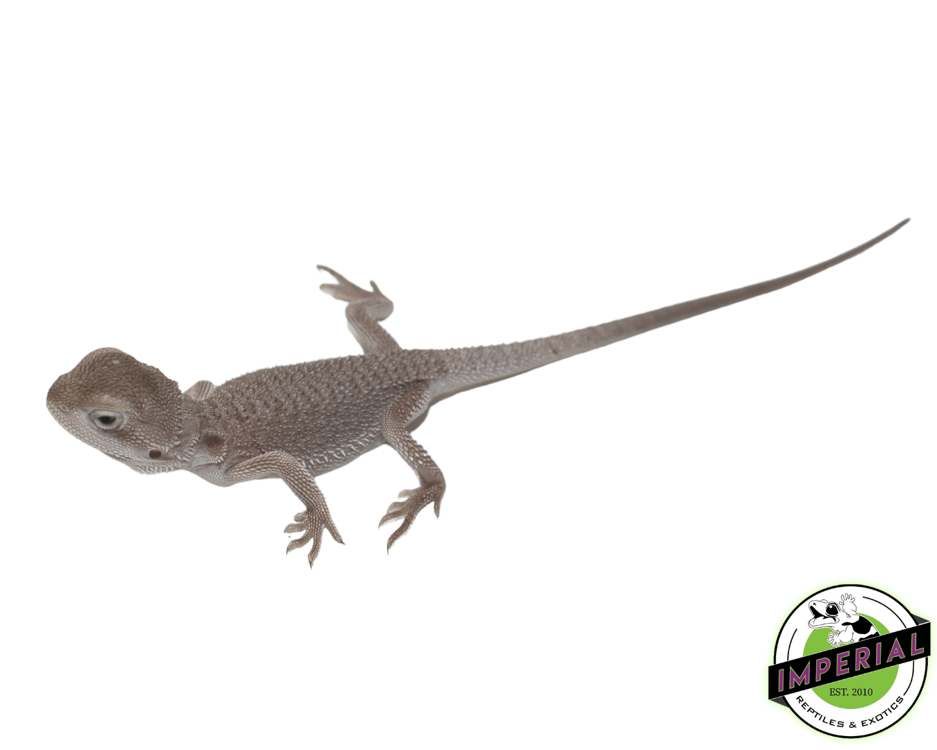 Zero Bearded Dragon Baby - Image 2