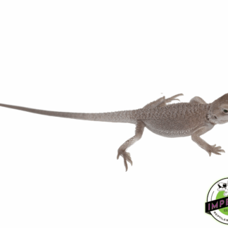 Zero Bearded Dragon Baby