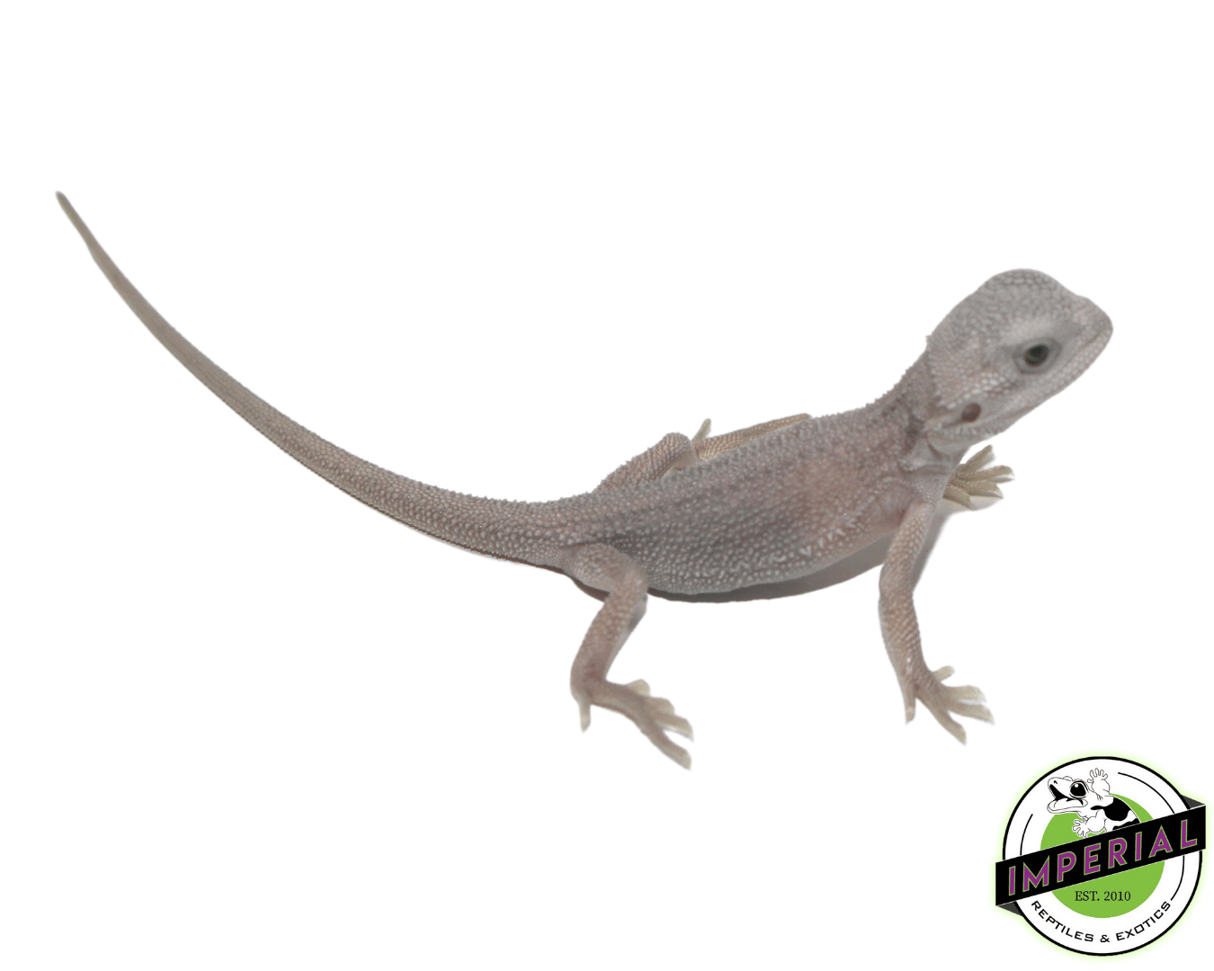 Hypo Zero Bearded Dragon Baby