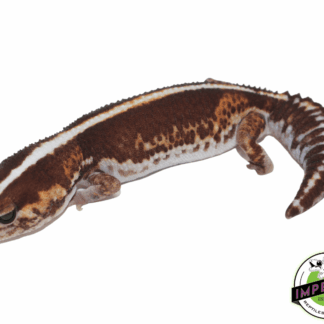 Zero African Fat Tail Gecko