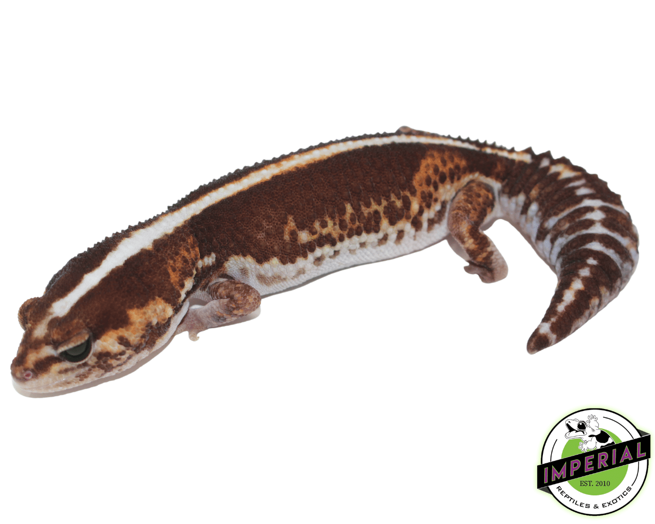 Zero African Fat Tail Gecko