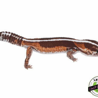 Zero African Fat Tail Gecko Adult