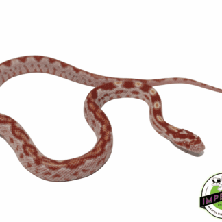 Zig Zag Albino Corn Snake