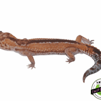 Zulu African Fat Tail Gecko Adult