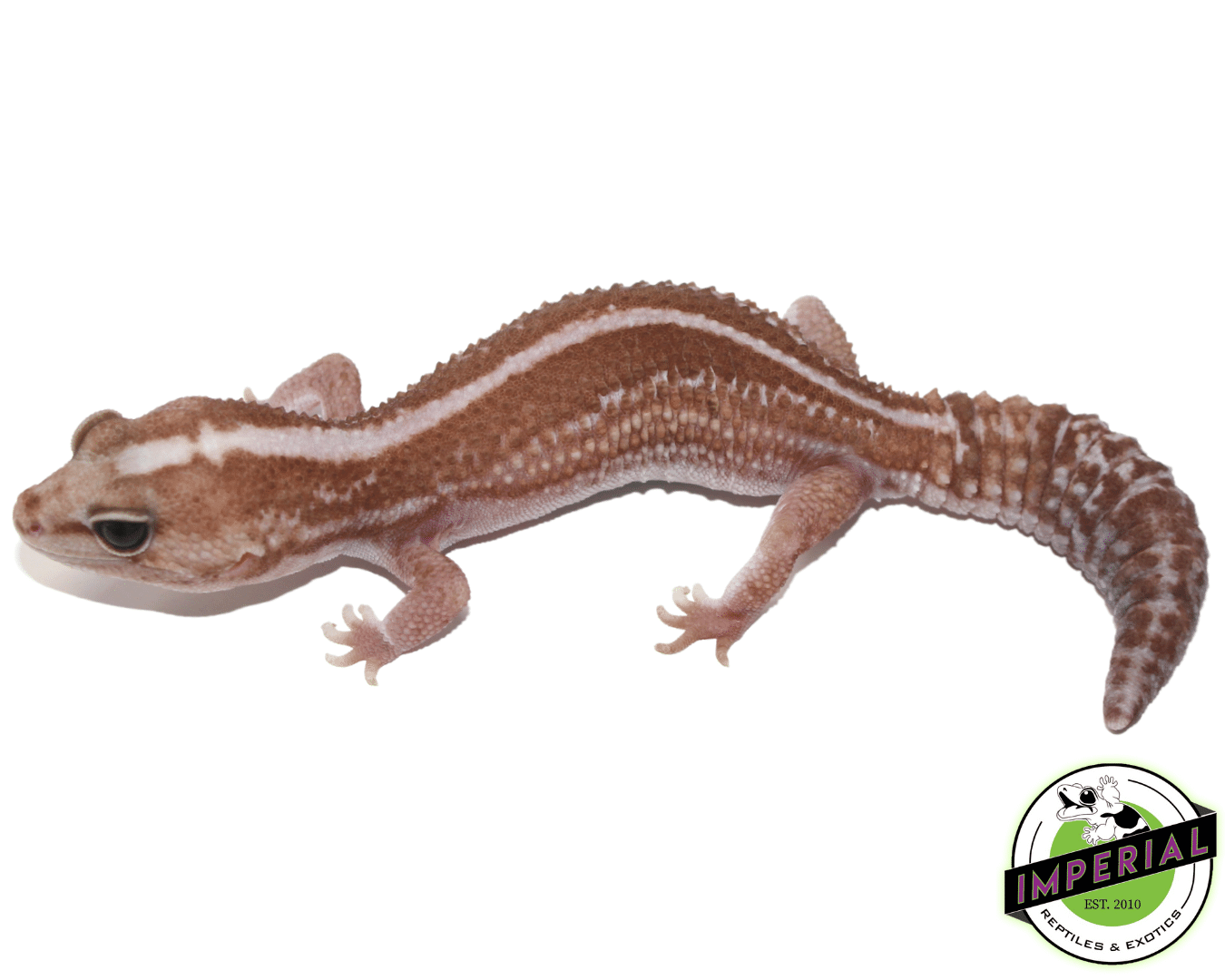 Zulu Het Caramel African Fat Tail Gecko - Image 2