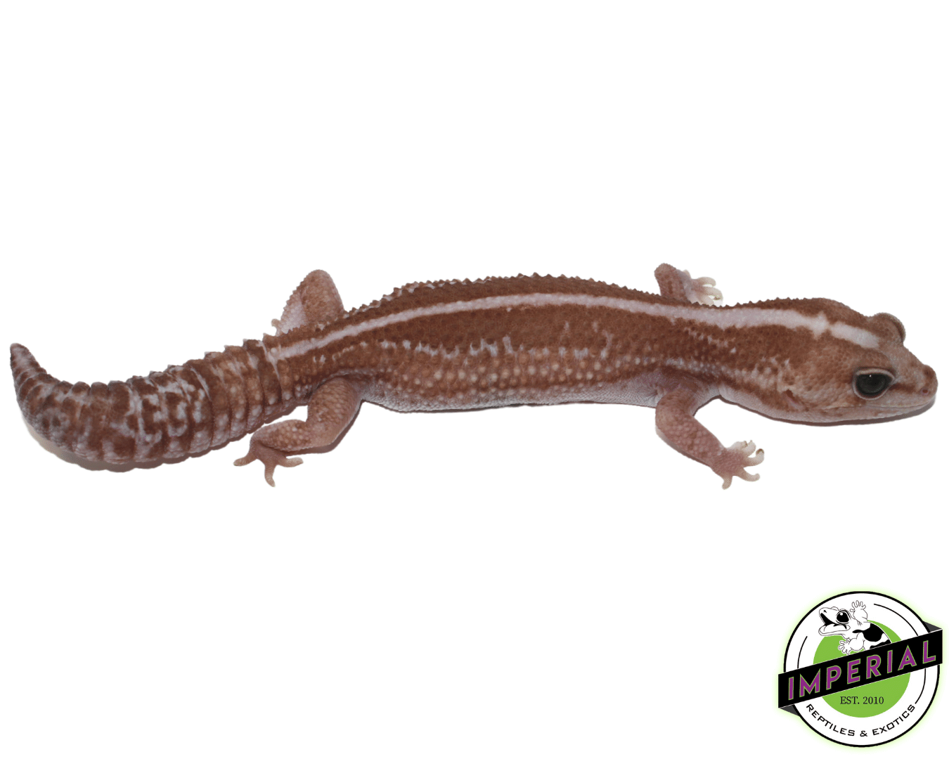 Zulu Het Caramel African Fat Tail Gecko - Image 3